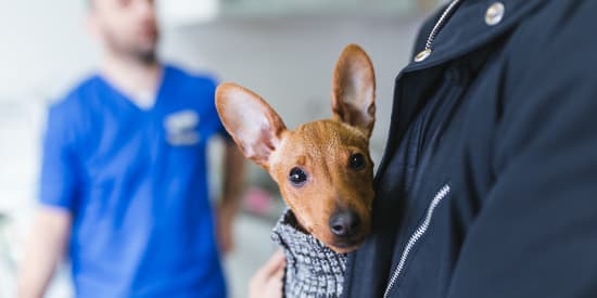 Owner holding Min Pin puppy with veterinarian in background