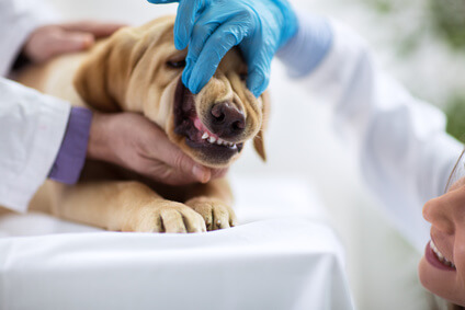 Veterinarian checking puppy teeth
