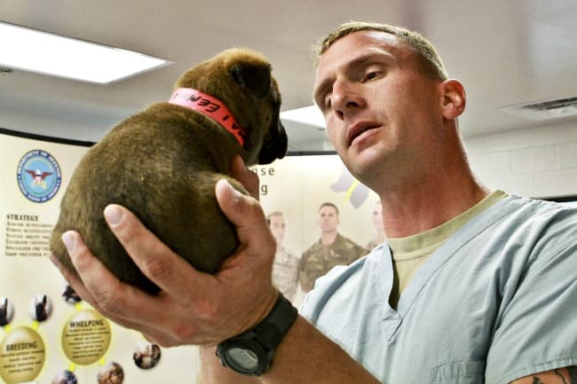 Veterinarian holding young puppy