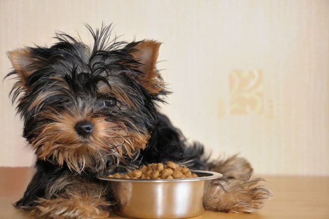 yorkie_puppy_food_bowl_650_c