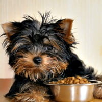 Yorkie puppy with food in his bowl on the table