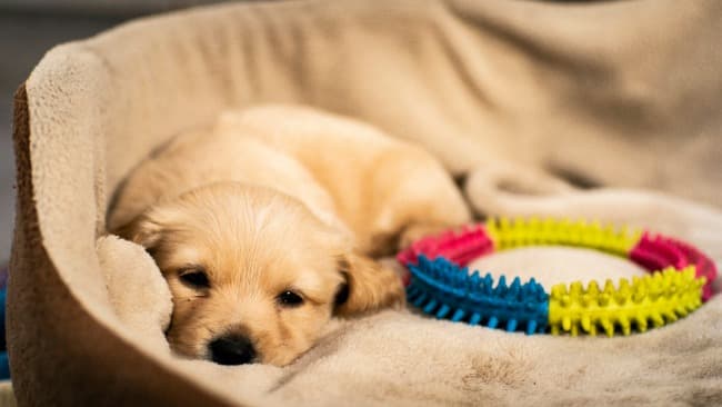 Yellow Labrador Retriever puppy lying in dog bed with chew toy next to him